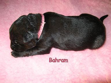 Bahram, 1 week oud